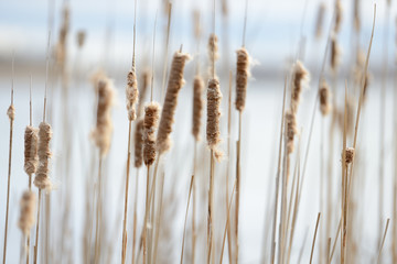 Cattails by a lake, seeds are dispersed by the wind, selective focus
