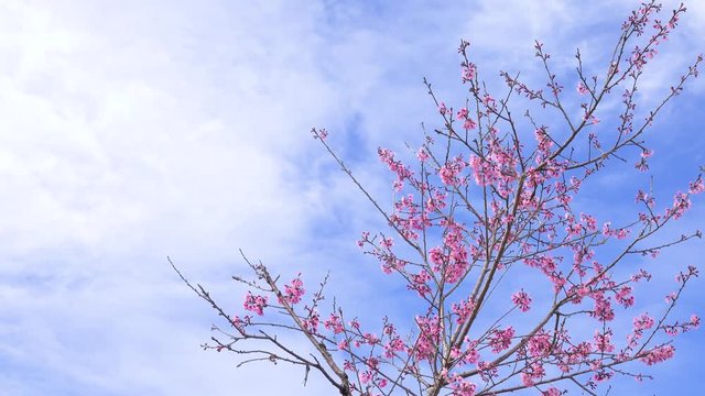 Royalty high quality free stock footage of cherry blossom sakura (Prunus Cesacoides, Wild Himalayan Cherry) in spring time. It is symbol flower in DaLat which blooms in the first months welcome spring