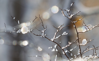 Snow Covered Tree Branches