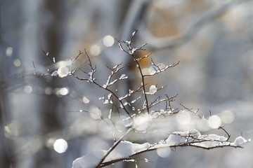 Snow Covered Tree Branches