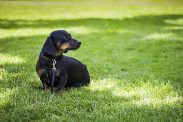 Dackel aka sausagedog