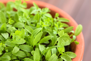 Many small parsley seedlings in pot (Very Shallow Depth of Field, Focus one third into the image)