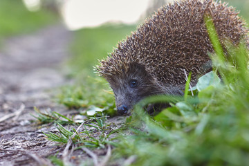 .hedgehog