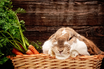brauner hase im korb mit möhren