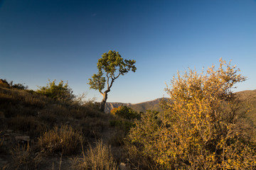 Obraz premium Autumn in Hyrcania, Semnan, Iran