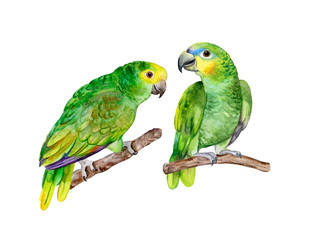 Blue fronted Amazon parrot isolated on white background. Green Parrot. Illustration. Watercolor. Template