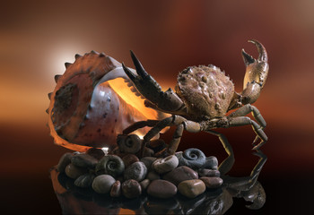 Still life of sea stones, shells and crab, on a beautiful background.