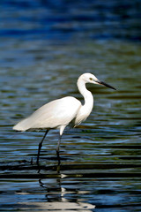 Portrait Egret is looking for food in water has reflection and water background