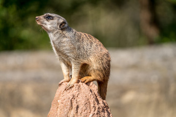 Fototapeta premium Curious meerkat