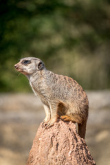 Curious meerkat
