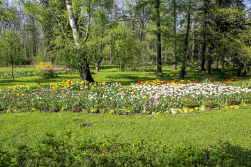 The onset of spring in the Park, blooming flowers, tulips