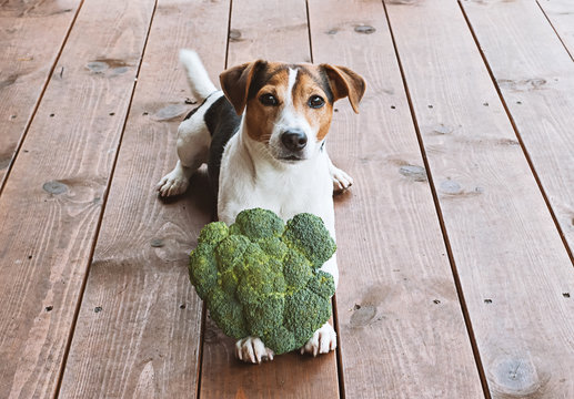 Adorable young jack russell dog lying with fresh green broccoli and looking at camera. Health food for pet concept