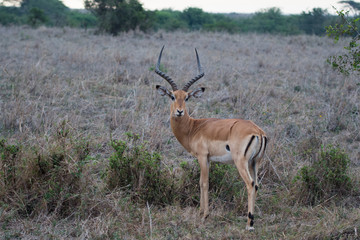 Naklejka na ściany i meble Impala in Nairobi National Park