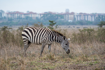Zebra in Nairobi National Park
