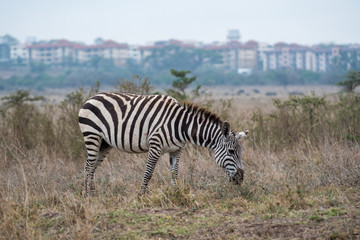 Zebra in Nairobi National Park