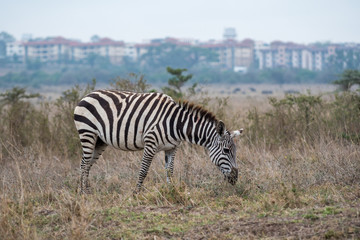 Zebra in Nairobi National Park