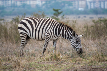 Fototapeta na wymiar Zebra in Nairobi National Park