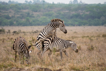 Fototapeta na wymiar Zebras mating