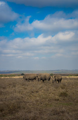 Fototapeta na wymiar Southern White Rhino