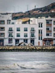 Obraz premium Flying Seagull