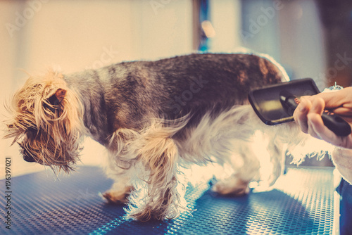 Female Groomer Haircut Yorkshire Terrier On The Table For