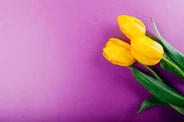 Yellow tulips on purple background