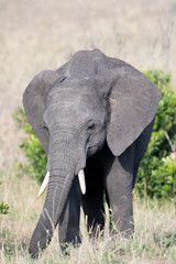 Fototapeta na wymiar African elephant in Masai Mara