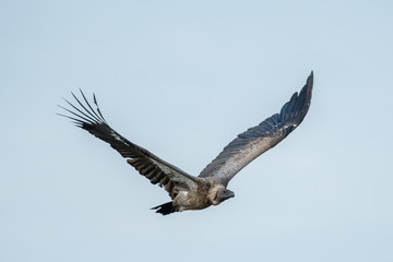 Vulture in flight