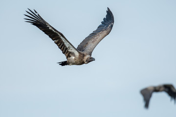 Vulture in flight