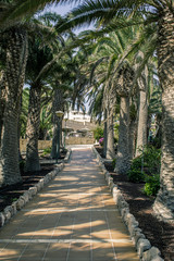 Path with palm trees