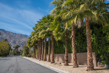Neighborhood street in Palm Springs, CA lined with palm trees and the mountains in the background.