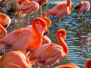 Beautiful red Flamingos