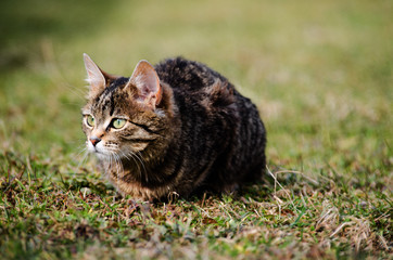 The cat walks in the fresh air