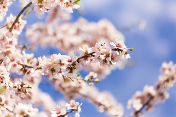 almonds flowers branch sky branches clouds background