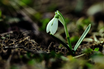Small white snow-covered snow-covered flowers