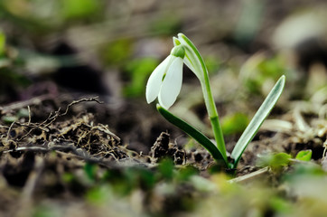 Small white snow-covered snow-covered flowers