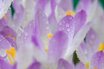 Photo close small spring flowers crocuses