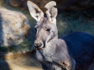 Cute Yellow Footed Rock Wallaby
