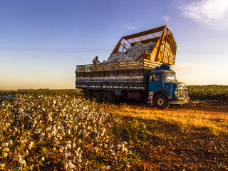 Sao Paulo, SP, Brazil, May 10, 2005. Cotton harvester dumps the product from a truck on a farm