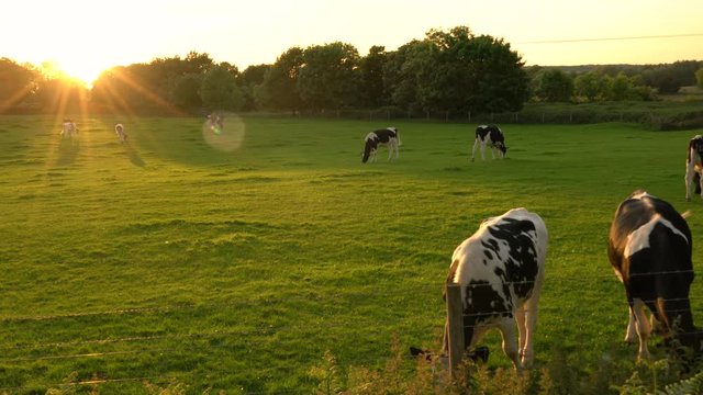 4K video clip showing herd of Friesian cows grazing, eating grass in a field on a farm at sunset or sunrise