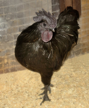 Black Chicken and Cock Ayam cemani / The breed of black Indonesian chicken Ayam cemani Chicken producing eggs of rose cream colore and black meat