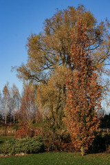 Fototapeta premium Autumn, garden - a park with ornamental plants and a large tree. All trees have yellow, colored leaves. Pyramid Oak and Willow. Decorative juniper and conifers. The rear plan has ponds and birches.