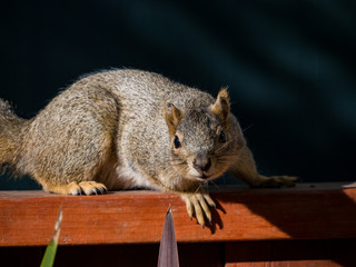 Cute little squirrel