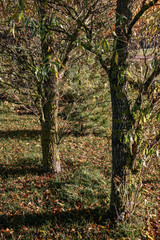 In the autumn day in the garden, two trees are visible