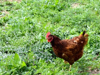 Rhode Island Red Chicken 