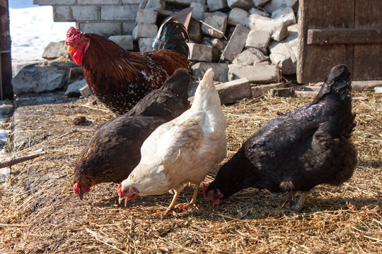 Hens and rooster graze in the yard in the village