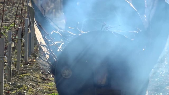 Burning of the vines in winter, vineyard, AOC SAINT-EMILION, GIRONDE, France