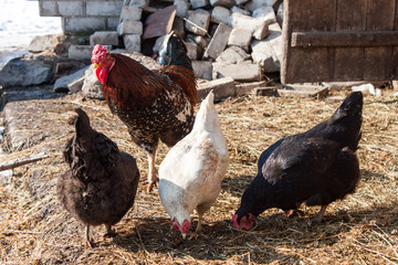 Hens and rooster graze in the yard in the village