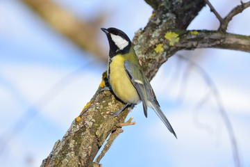 Great tit stood in a threatening pose (hunched and spreading its wings).
