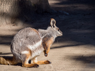 Naklejka premium Cute Yellow Footed Rock Wallaby